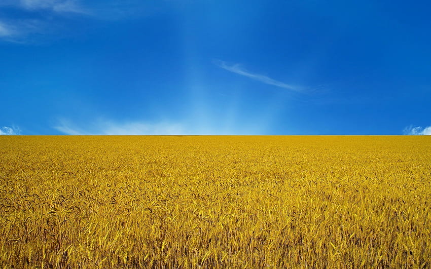 Landscape, Nature, Fields, Wheat HD wallpaper