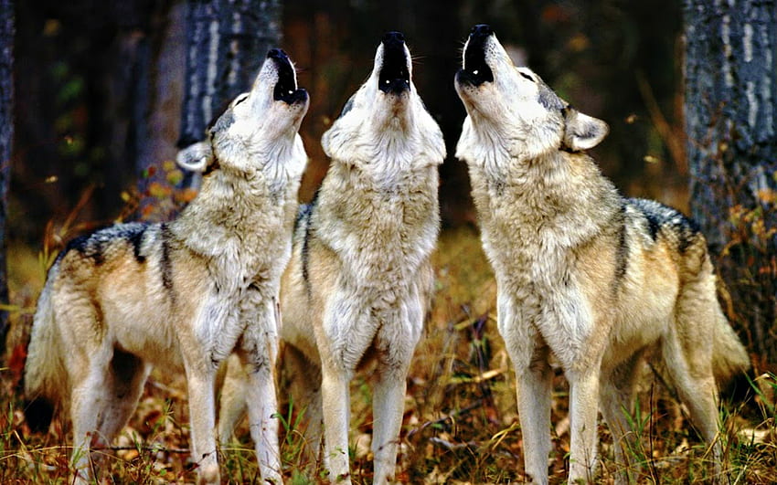 Śpiewający Chór, natura, dzikość, wilki, piękno Tapeta HD