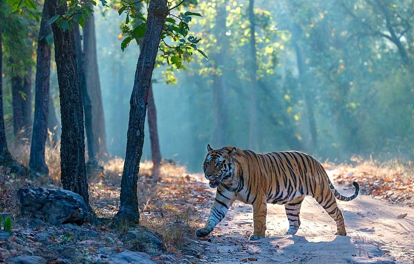 forest, tiger, fog, walk for , section кошки - HD wallpaper