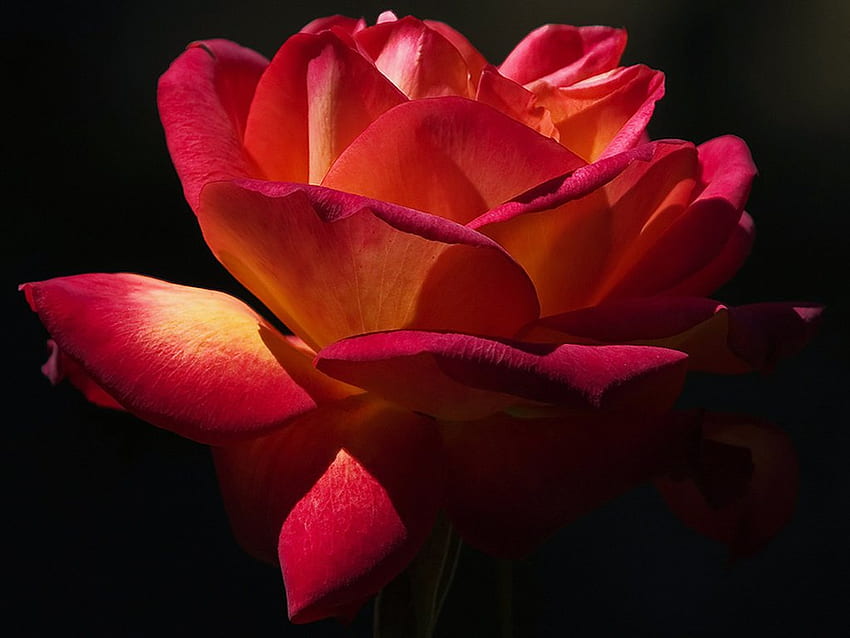 Big big rose, rose, big, flower, red, nature, petal HD wallpaper