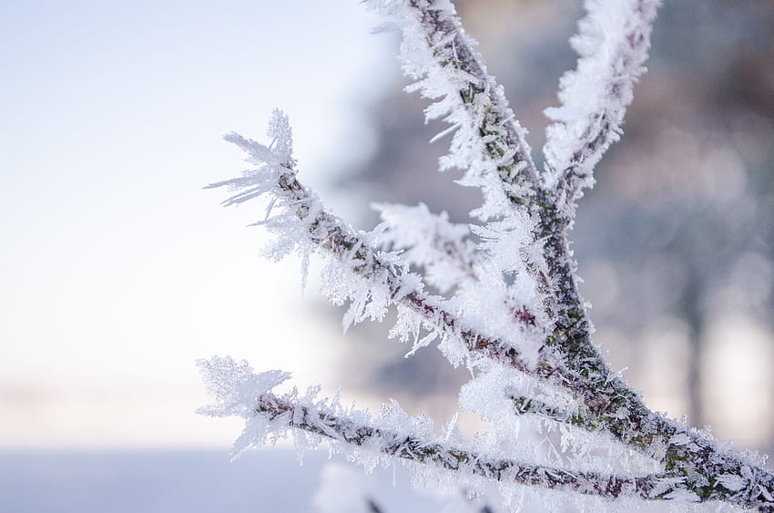 Snow, Macro, Branch, Hoarfrost, Frost HD wallpaper