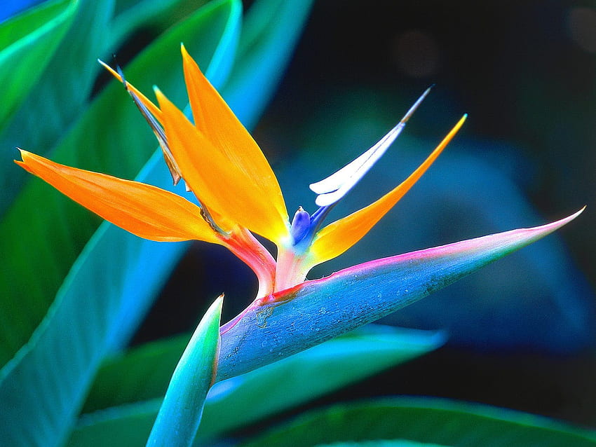 nature, Flowers, South, Africa, Bird, Of, Paradise, Strelitzia, Crane, Flower / and Mobile Background HD wallpaper