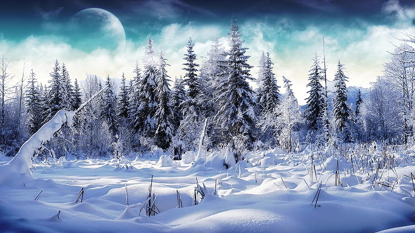 winterscape, winter, pine, snow, tree HD wallpaper