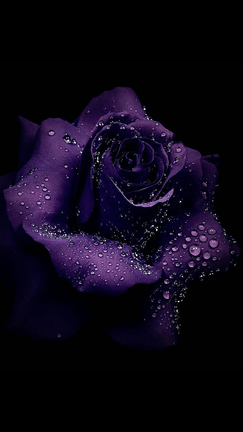 Violette Rose, ästhetische lila Rose HD-Handy-Hintergrundbild