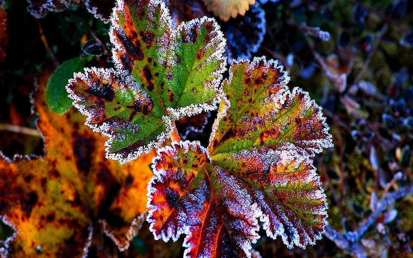 자연, 겨울, The, First, Snow, Red, Leaves, Frost, Grass, Autumn / 및 모바일 배경, Early Frost HD 월페이퍼