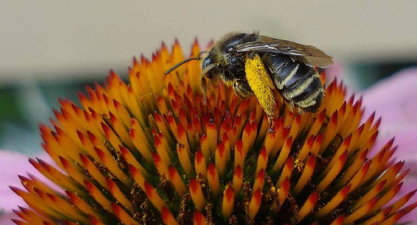 꿀벌 수집 꽃가루, 꿀벌, 꽃가루, Echinacea, Coneflower HD 월페이퍼