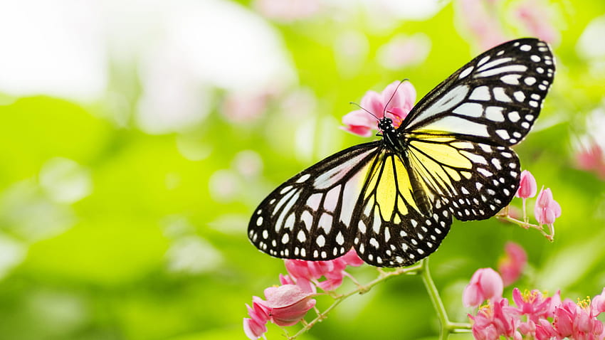 Insects Black And White Butterfly With Yellow Color On Pink Flowers For Mobile Phones And Computer HD wallpaper