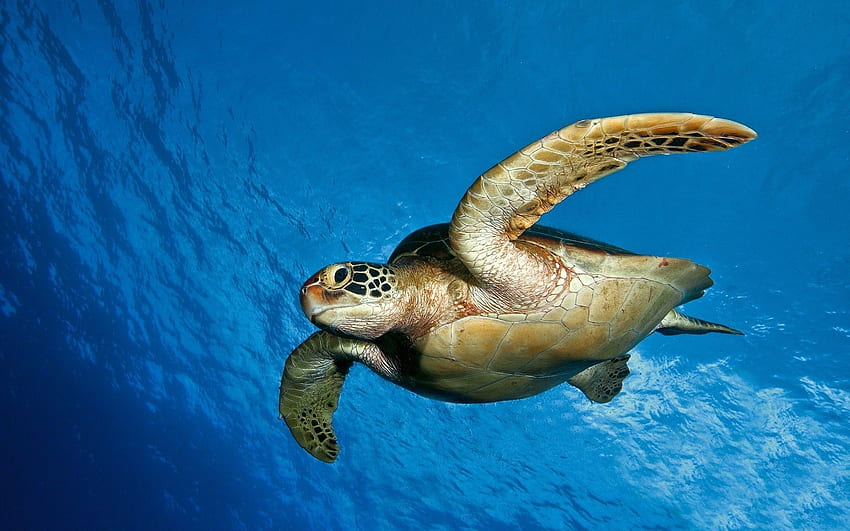 Морска костенурка, морски костенурки HD тапет