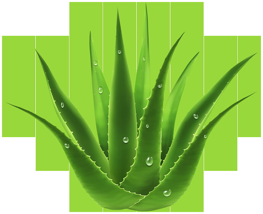 Aloe Vera Plant Transparent HD wallpaper | Pxfuel
