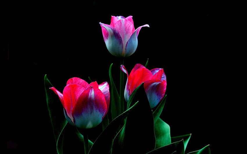 Tulips, leaves, spring, red, blossoms, petals HD wallpaper