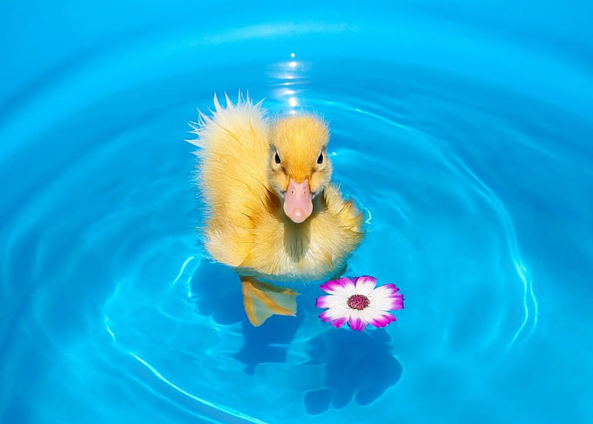 *** Little duck ***, animal, ducks, birds, duck, animals HD wallpaper