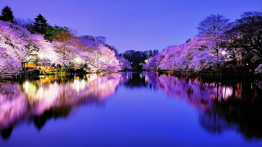 Cherry Blossom Night para Android, Zen Japanese Cherry Blossom fondo de pantalla