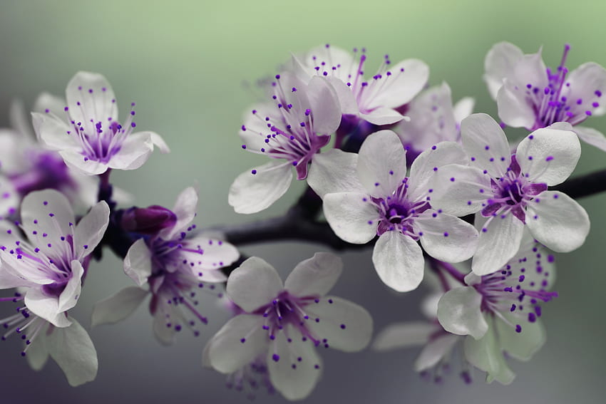 Blüte, Frühling, Kirsche, Makro, Blüte, Zweig HD-Hintergrundbild
