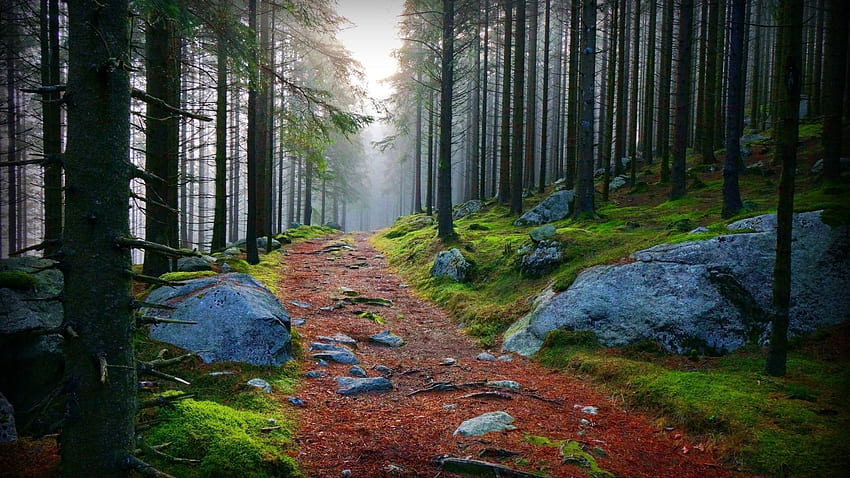 Forest Red Path Rocks Foggy PC y Mac fondo de pantalla