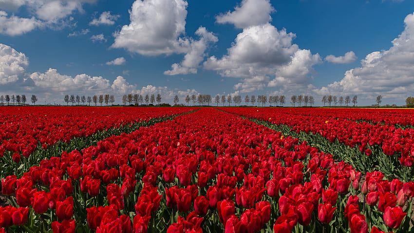 Red Tulip Flowers With Green Leaves Field Under White Clouds Blue Sky Flowers HD wallpaper