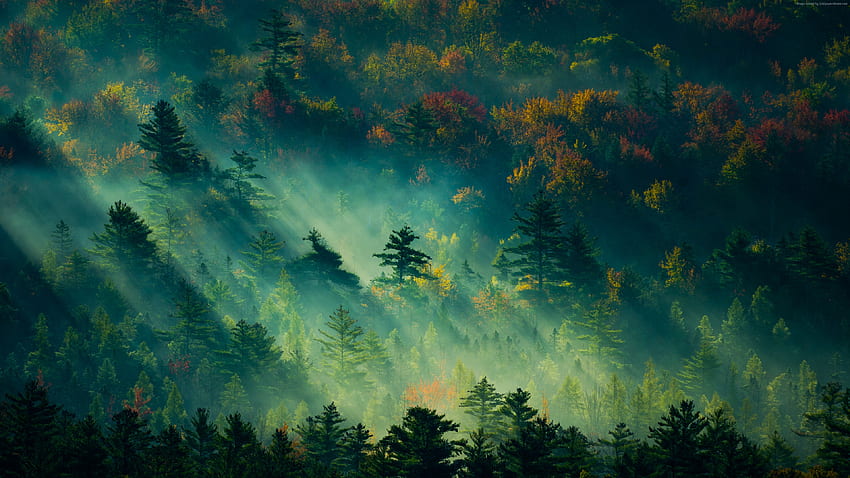 森 []:、朝の森 高画質の壁紙