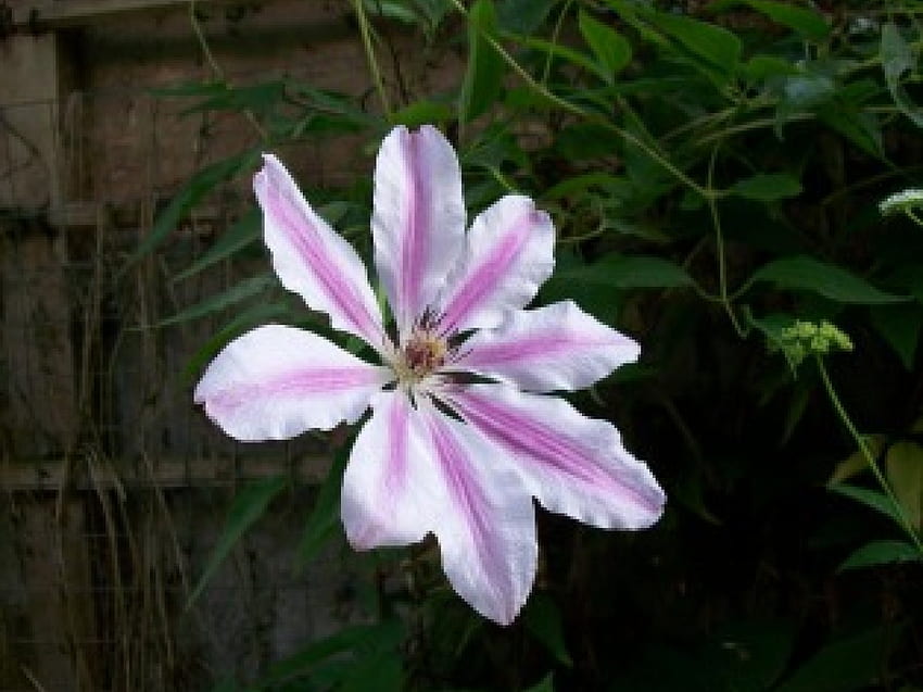 single light pink flower, pink, flower HD wallpaper