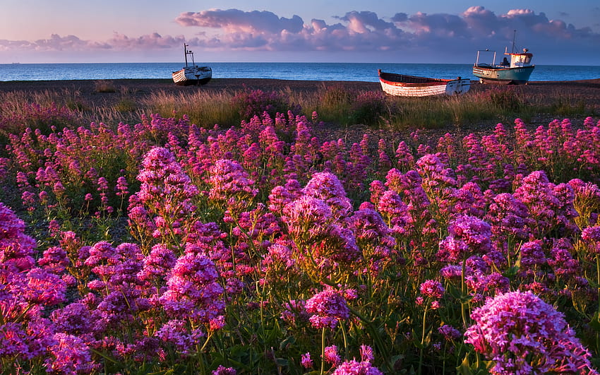 nature, Flowers, Pink, Purple, Plants, Fields, Landscapes, Boats, Vehicles, Ocean, Sea, Seascape, Sky, Skies, Clouds / and Mobile Background, Underwater Flowers HD wallpaper
