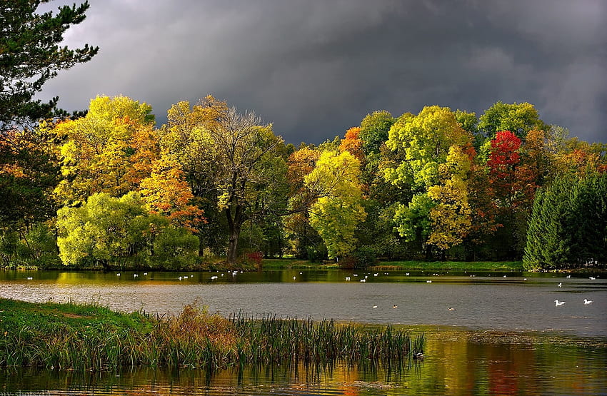 Landscape, Nature, Autumn, Seagulls, Clouds, Pond HD wallpaper