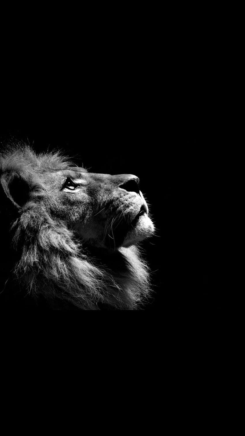 Throne Room. Black and white lion, Lion profile, Lion, Lion Cross HD phone wallpaper
