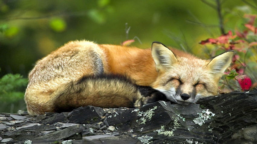 Animals, Fox, To Lie Down, Lie, Branches, Dream, Sleep HD wallpaper