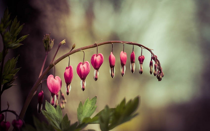 Dicentra Bleeding Heart Flower Nature, Hearts in Nature HD тапет