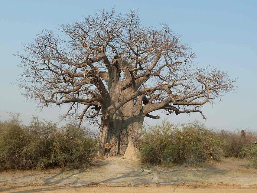 Baobab, Madagascar Landscape HD wallpaper
