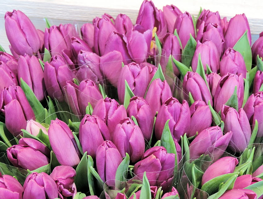 Tulipani viola chiaro, fiori, natura, tulipani, viola Sfondo HD