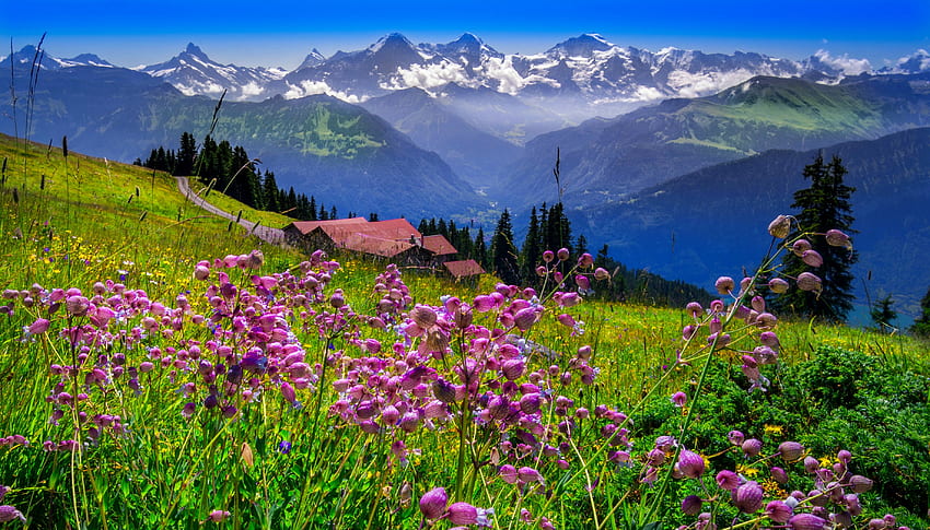 Alpine landscape, houses, Beatenberg, Alps, hills, slope, grassland, meadow, beautiful, mountain, wildflowers, summer, Switzerland, view HD wallpaper
