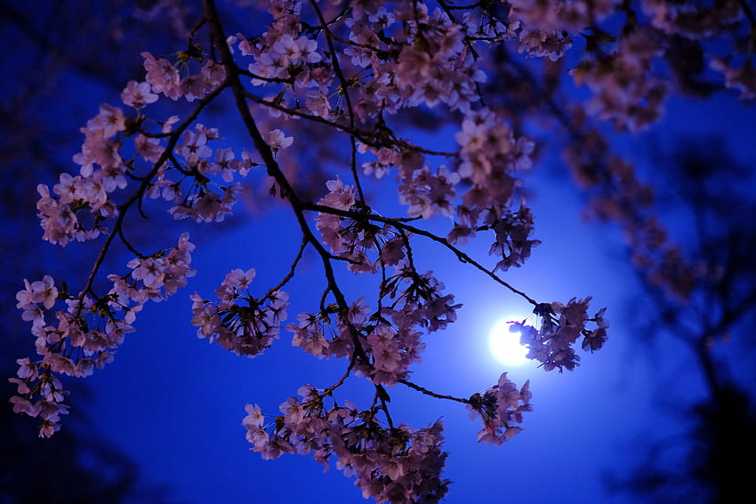 花、夜、月、桜、輝き 高画質の壁紙