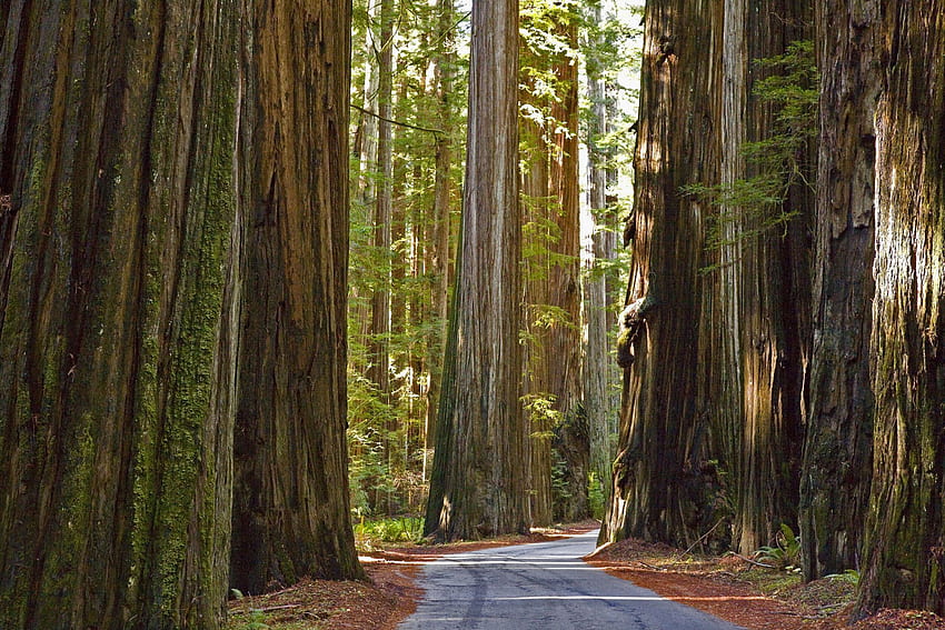 Секвоя . Humboldt Redwoods State Park Калифорния Разглеждане сега. Държавен парк Хумболт секвоя, секвоя, държавни паркове HD тапет