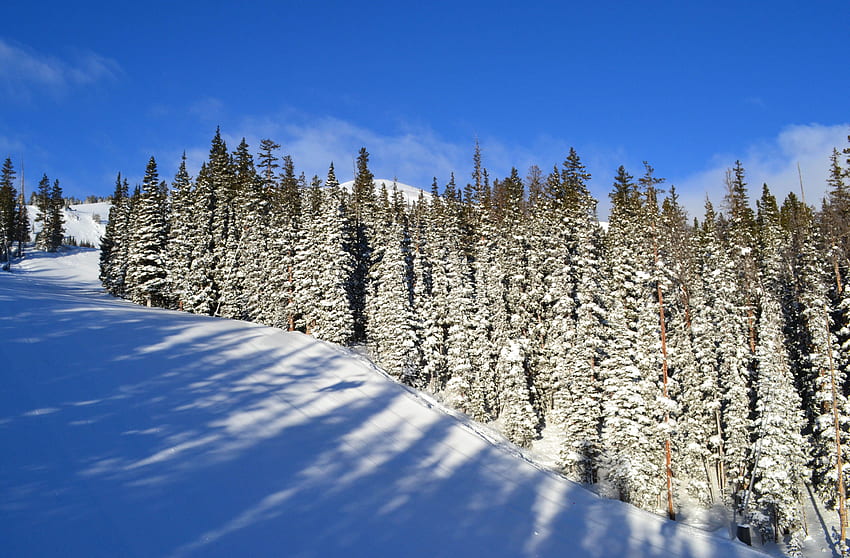 Snowy trees, Breckenridge HD wallpaper | Pxfuel
