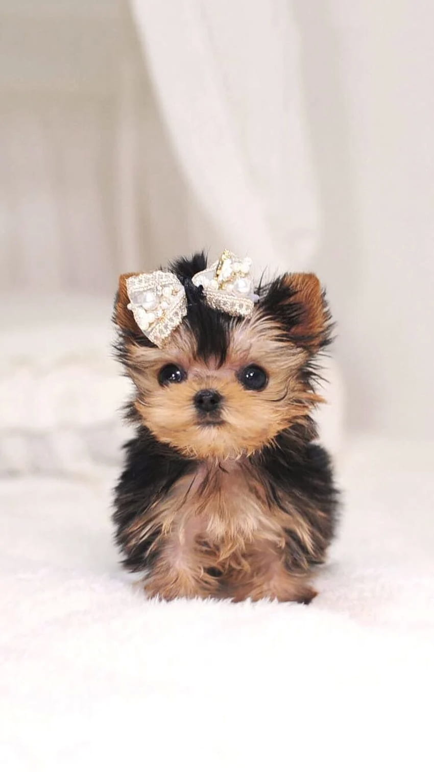 iPhone y Android: Tiny Puppy Dog para iPhone y Android. Razas de perros lindos, Cachorro lindo, Cachorros lindos, Cachorro lindo fondo de pantalla del teléfono