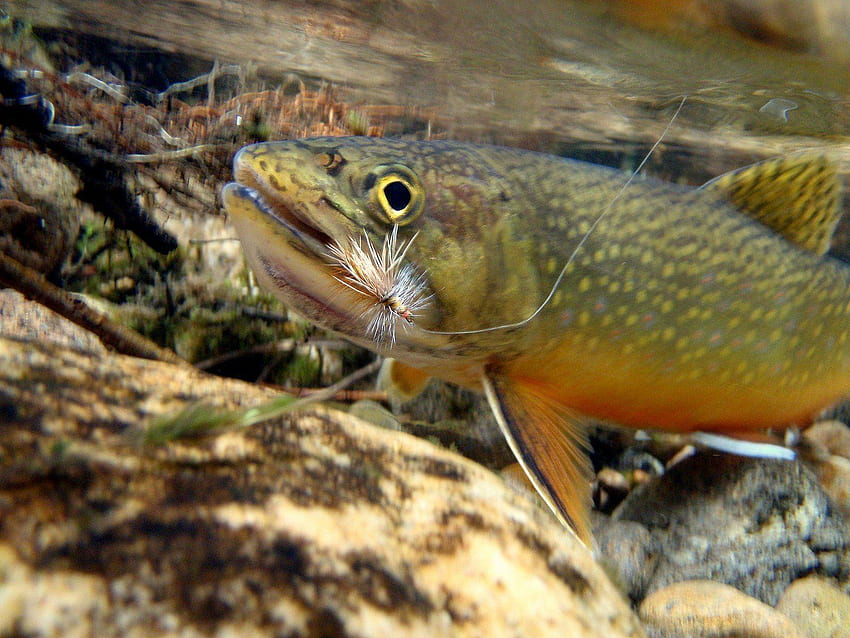Trout, Fishing HD wallpaper