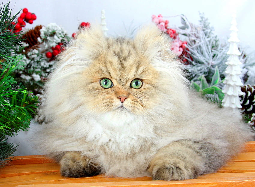 크리스마스 고양이, 달콤한, 겨울, 키티, 귀여운, 고양이, 솜털 같은, 장식, 휴일, 크리스마스, 사랑스러운 HD 월페이퍼