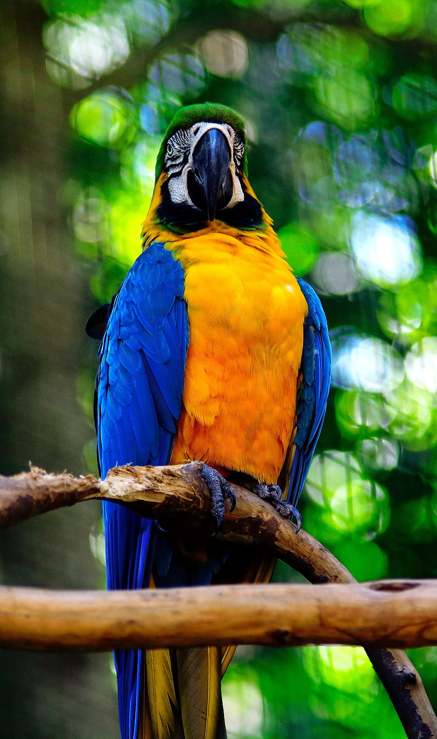 Animals, Parrots, Bird, Branch, Macaw HD phone wallpaper