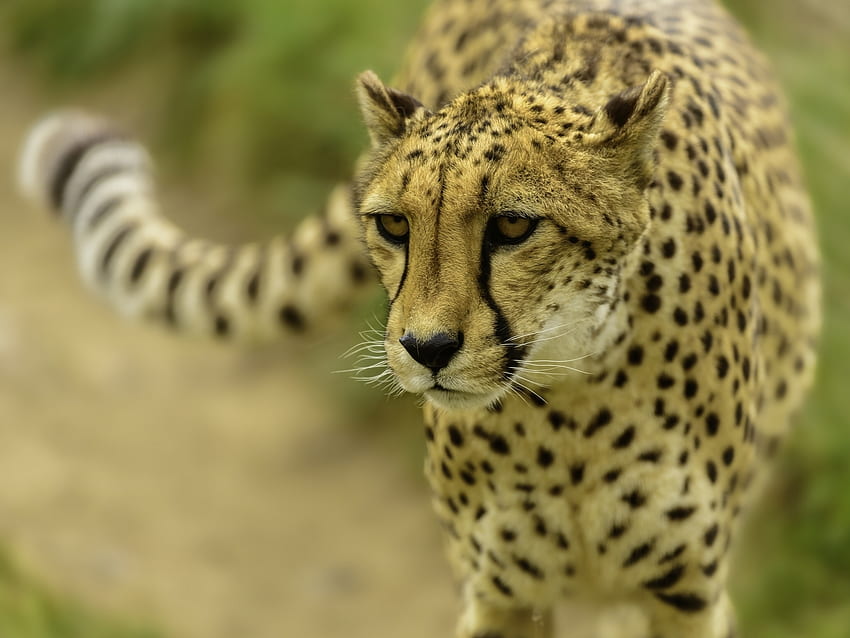 Animals, Cheetah, Muzzle, Blur, Smooth HD wallpaper