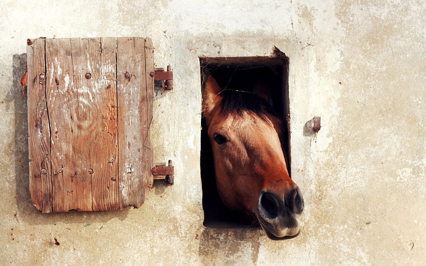 こんにちは!!、カバロ、馬、動物、カバロ 高画質の壁紙