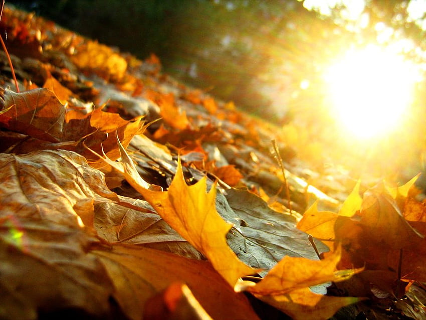 Leaves on Fire ! ใบไม้ แสงแดด เมเปิ้ล ไฟ วอลล์เปเปอร์ HD