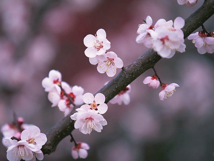 Flowers, Sakura, Close-Up, Branch HD wallpaper