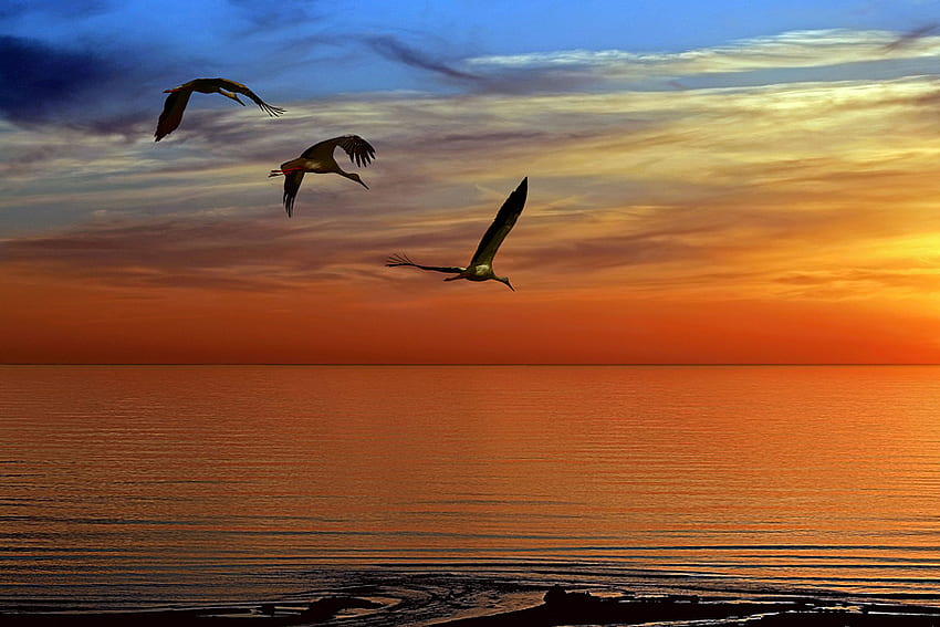 Sunset Sea Birds, sea, birds, sky, sunset, ocean HD wallpaper