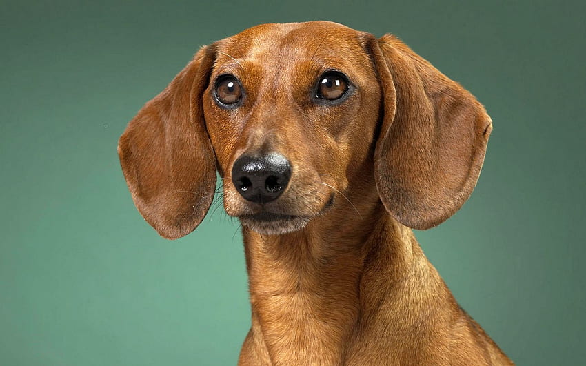dachshund, dog, muzzle, ears, waiting 16:10 background, Dachshund Puppy HD wallpaper