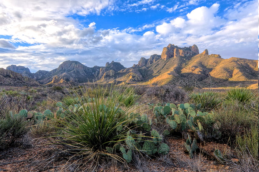 desert, Cactus, Landscape, Shrubs, Clouds, Mountain, Texas, National HD wallpaper