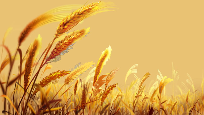 Ladang gandum Wallpaper HD
