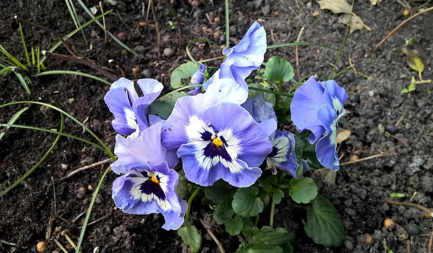 Stiefmütterchen, blau, Blätter, Blütenblätter, Blüten, Farben, Garten, Frühling HD-Hintergrundbild