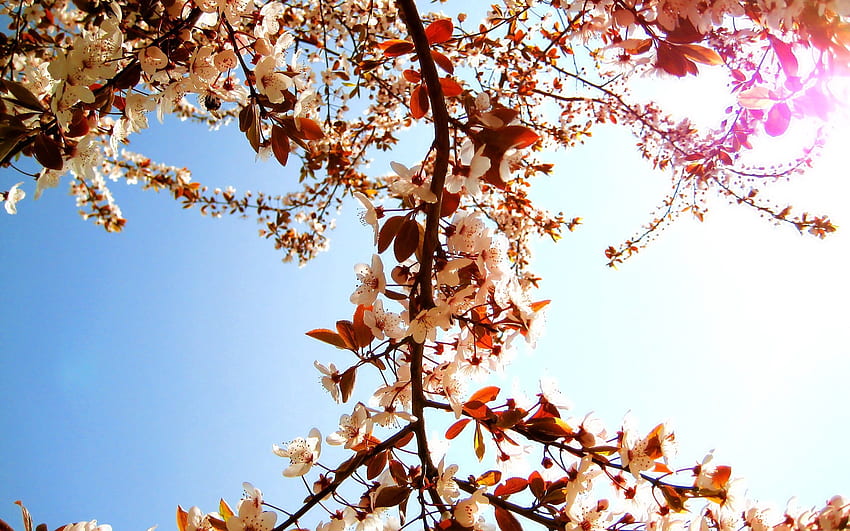 ธรรมชาติ ดอกไม้ ท้องฟ้า พืช ไม้ ต้นไม้ บลูม ออกดอก ฤดูใบไม้ผลิ วอลล์เปเปอร์ HD