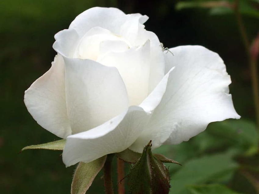 Single White Rose, rose, leaves, stem, petals HD wallpaper