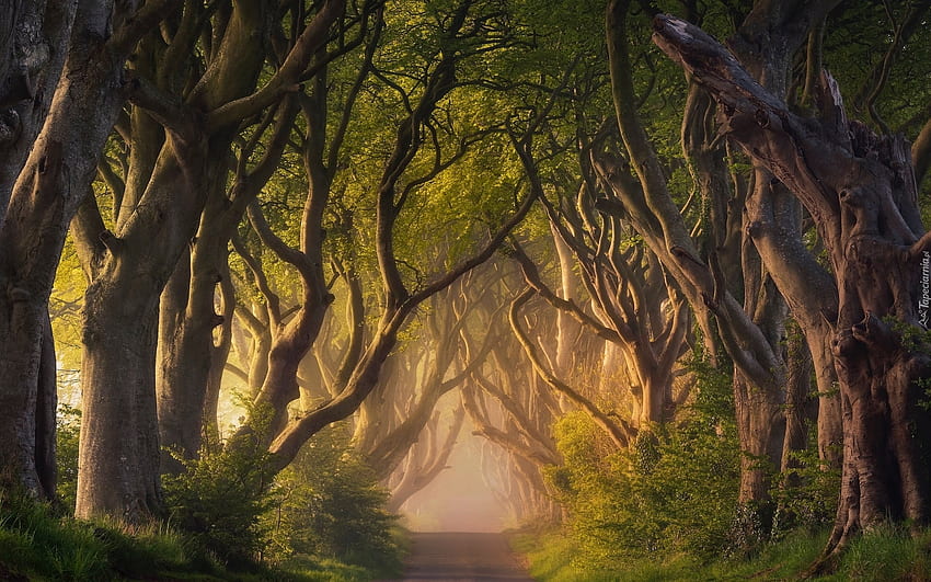Avenue in Northern Ireland, trees, road, Northern Ireland, avenue, mist HD wallpaper