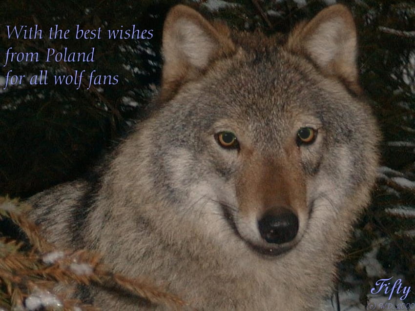 Love The Wolf, wolves, love wolves, red wolves, nature, wolf pups, passage HD wallpaper