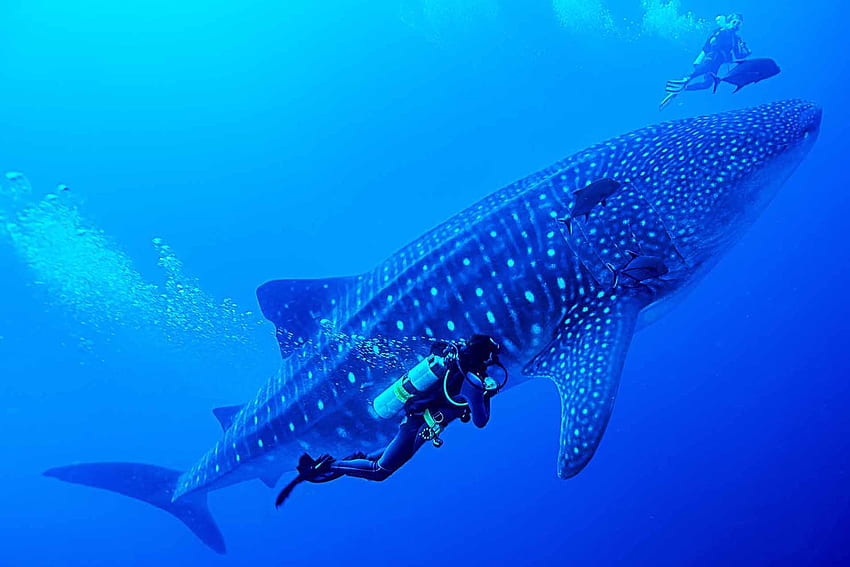 Dwa tygodnie na Galapagos — podróże przygodowe i grafika przedstawiająca przyrodę, Galapagos Sharks Tapeta HD